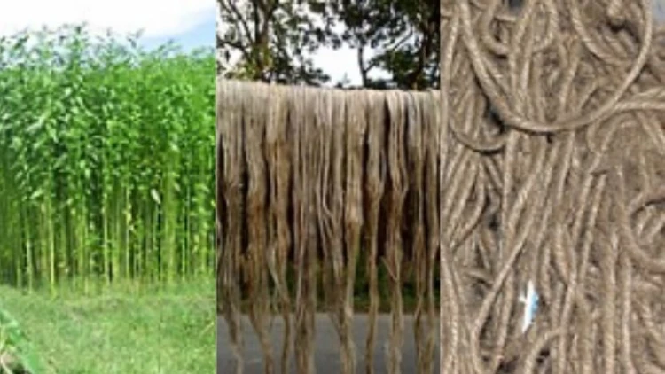 উপযোগী অঞ্চলেই পাট চাষ, অনুপযোগী এলাকায় নয়