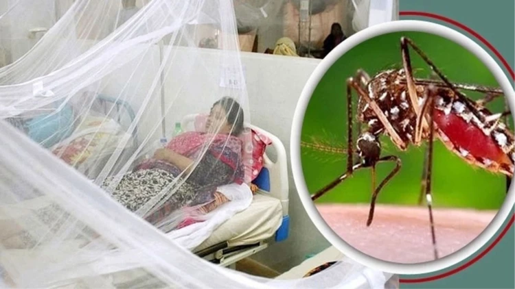 ২৪ ঘণ্টায় ডেঙ্গুতে ভর্তি ৭৫৬, মোট আক্রান্ত ২০ হাজার পার