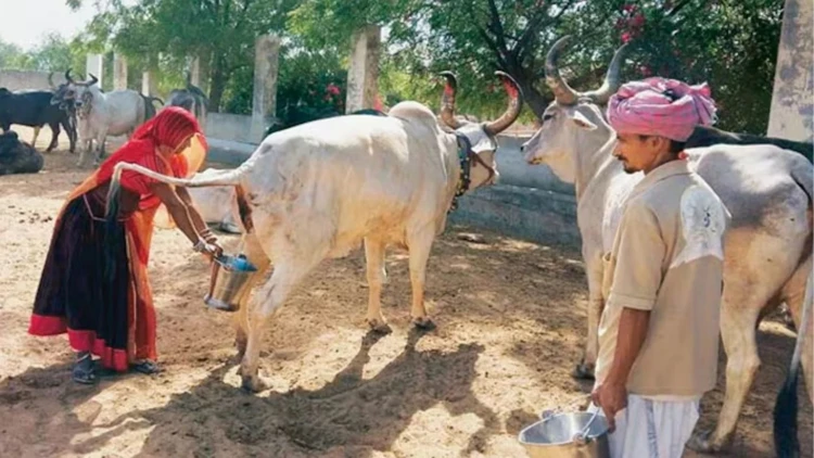 ভারতে সরকারি উদ্যোগে গোমূত্র সংগ্রহ শুরু, লিটারপ্রতি মিলবে ২০ রুপি