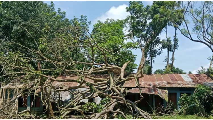 স্কুলের ওপর ভেঙে পড়া গাছ ৪ মাসেও সরেনি