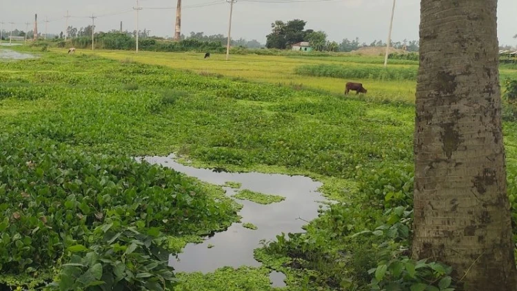 শাহজাদপুরে ভরা বর্ষাতেও খরা, শঙ্কায় কৃষক-জেলে