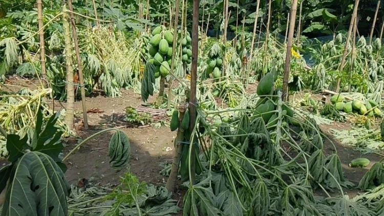 পীরগাছায় রাতের আঁধারে ৪১০ পেঁপে গাছ কর্তন