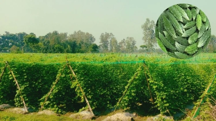 ডোমারে করলা চাষে কৃষকদের নতুন আশা