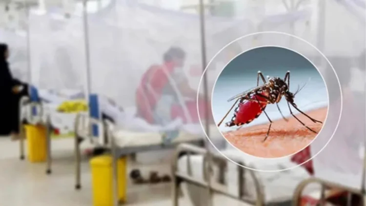 ডেঙ্গুতে ২৪ ঘণ্টায় আরও ২ জনের মৃত্যু, হাসপাতালে ভর্তি ১২৩২ জন
