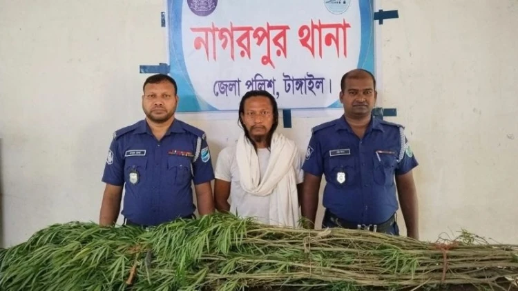 নাগরপুরে গাঁজা গাছসহ মাদক ব্যবসায়ী গ্রেপ্তার
